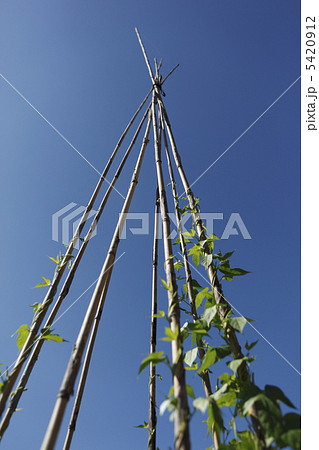 アサガオ 5420912