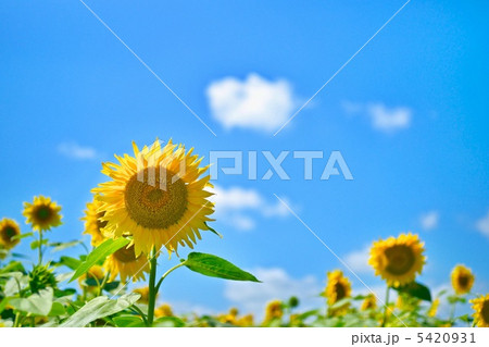 ひまわり ひまわり 5420931