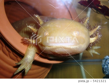 ウーパールーパーゴールデン ウーパールーパーゴールデン 5421321