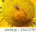 ひまわりとミツバチ 5421376