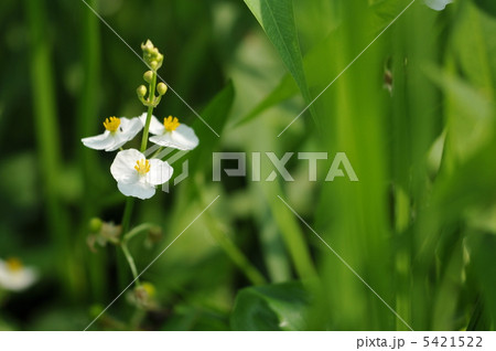 夏の花 ~オモダカ~ 夏の花 ~オモダカ~ 5421522