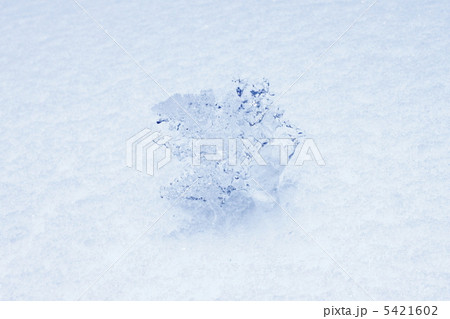 雪の上の氷の固まり 雪の上の氷の固まり 5421602