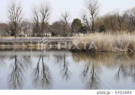 冬の公園の風景 冬の公園の風景 5421604