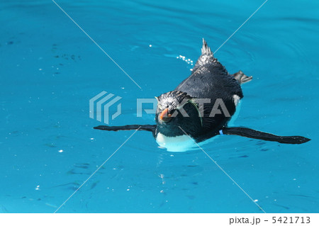 イワトビペンギン イワトビペンギン 5421713