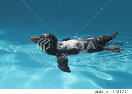 イワトビペンギン イワトビペンギン 5421714