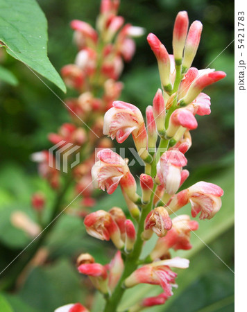 花茗荷 花茗荷 5421783