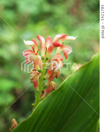 花茗荷 花茗荷 5421785