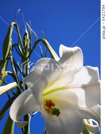 高砂百合 5421794