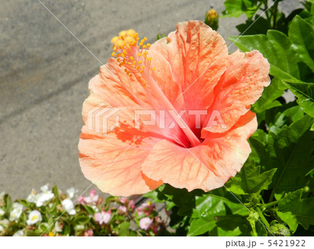 ハイビスカス ハイビスカス 5421922