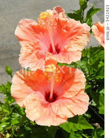 ハイビスカス ハイビスカス 5421923