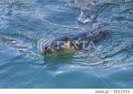ゴマフアザラシ 5421933
