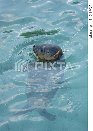 ゴマフアザラシ 5421936