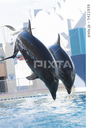 イルカのジャンプの写真素材 [5421939] - PIXTA