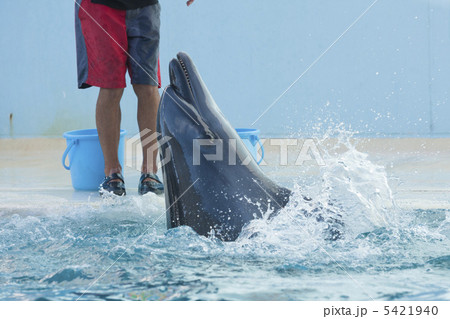イルカショー 5421940