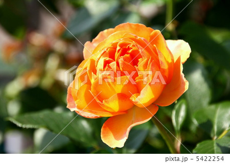 薔薇の花 5422254
