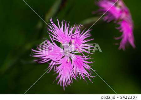 カワラナデシコ カワラナデシコ 5422307