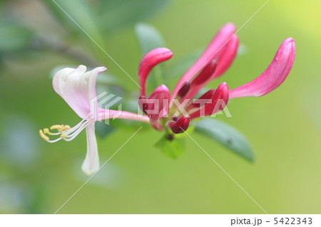 突抜忍冬 5422343