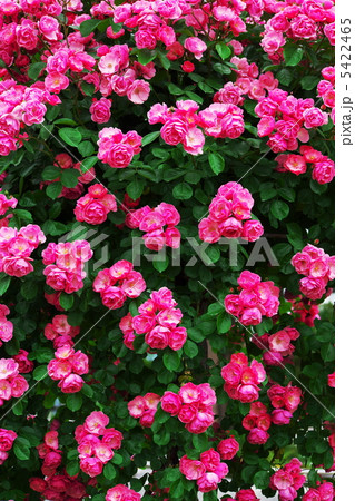 バラ バラ 5422465