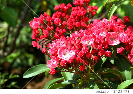 カルミアの花 5422473