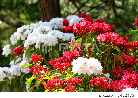 カルミアの花 カルミアの花 5422475