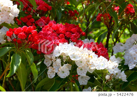 カルミアの花 カルミアの花 5422476