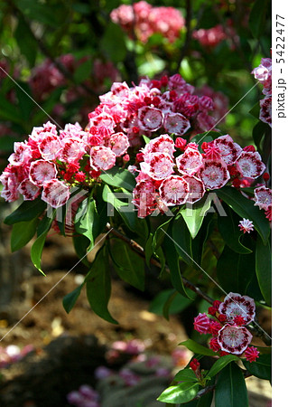 カルミアの花 カルミアの花 5422477