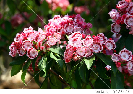 カルミアの花 カルミアの花 5422478