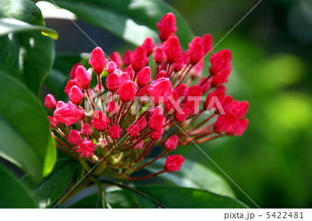 カルミアの花 カルミアの花 5422481