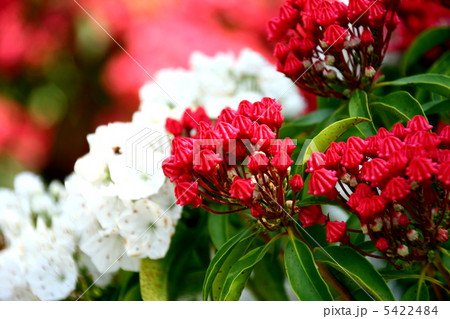カルミアの花 5422484