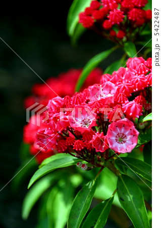 カルミアの花 5422487