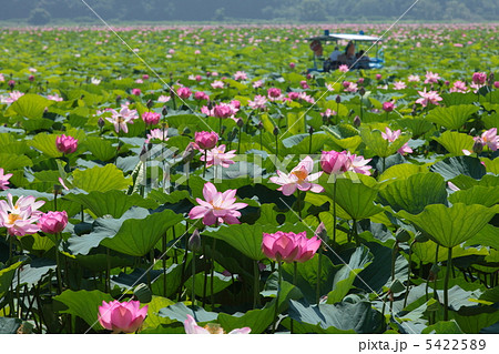 伊豆沼の蓮 伊豆沼の蓮 5422589