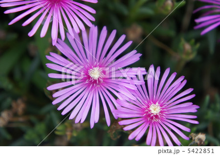 リビングストンデージー リビングストンデージー 5422851