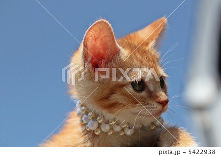 子猫 5422938