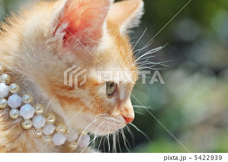 子猫 5422939