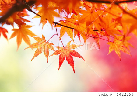 カエデの紅葉 5422959