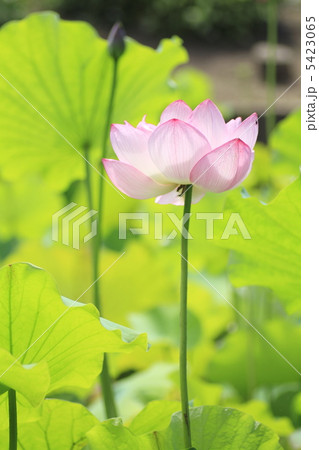 蓮の花 5423065