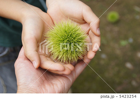 くりひろい くりひろい 5423254
