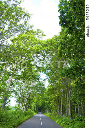 緑の道 緑の道 5423259