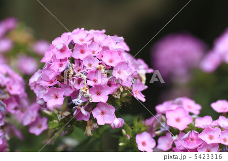 サポナリアオフィシナス 5423316