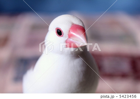 文鳥のぶんちゃん 5423456