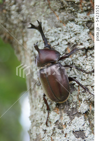 カブトムシ カブトムシ 5423552