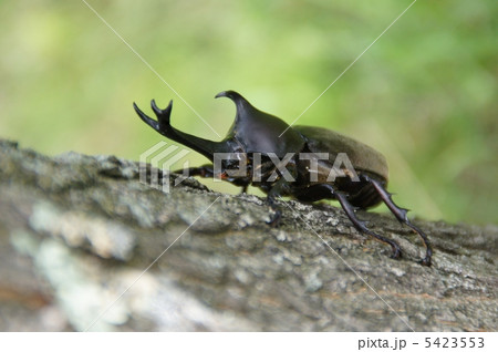 カブトムシ 5423553