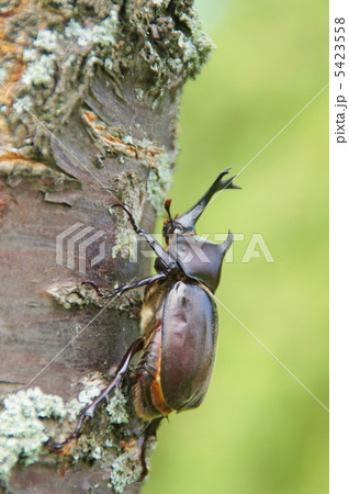 カブトムシ カブトムシ 5423558