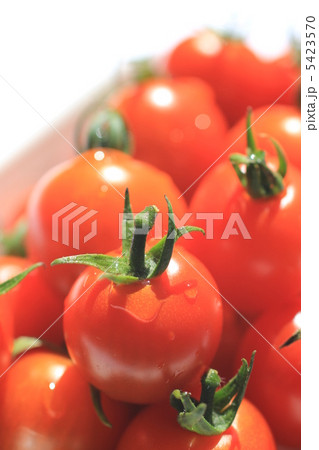 採りたてのミニトマト 5423570