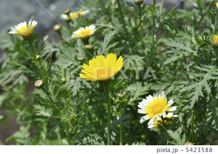 シュン菊の花 5423588