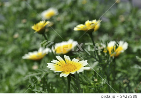 シュン菊 シュン菊 5423589