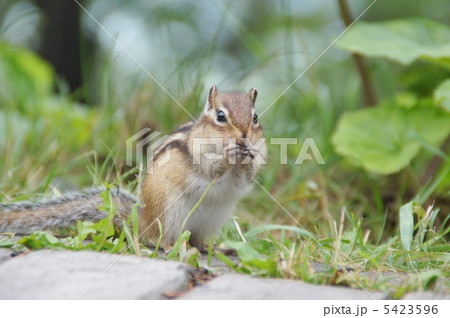 シマリス シマリス 5423596