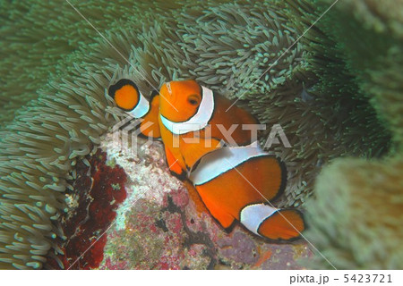 カクレクマノミの親子 カクレクマノミの親子 5423721