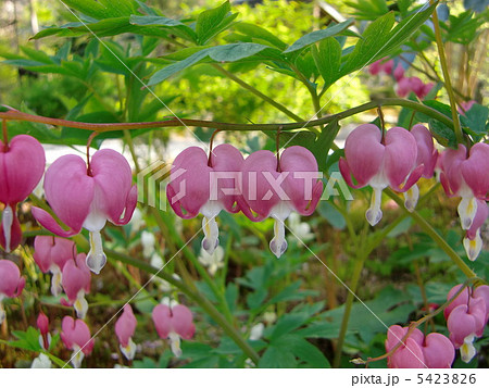 ふらわぁが~る ふらわぁが~る 5423826