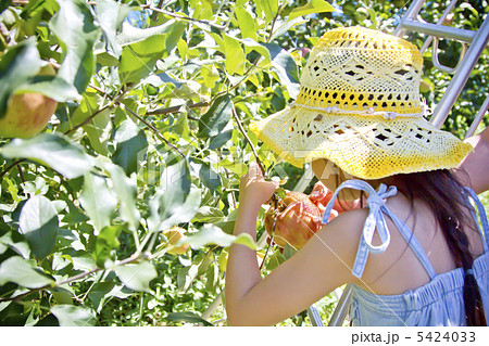 りんご狩り 5424033